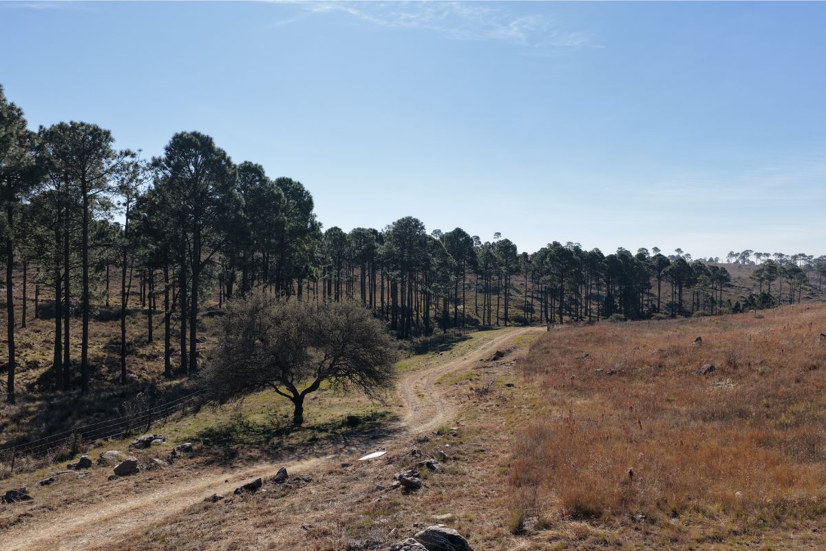 Vista 5